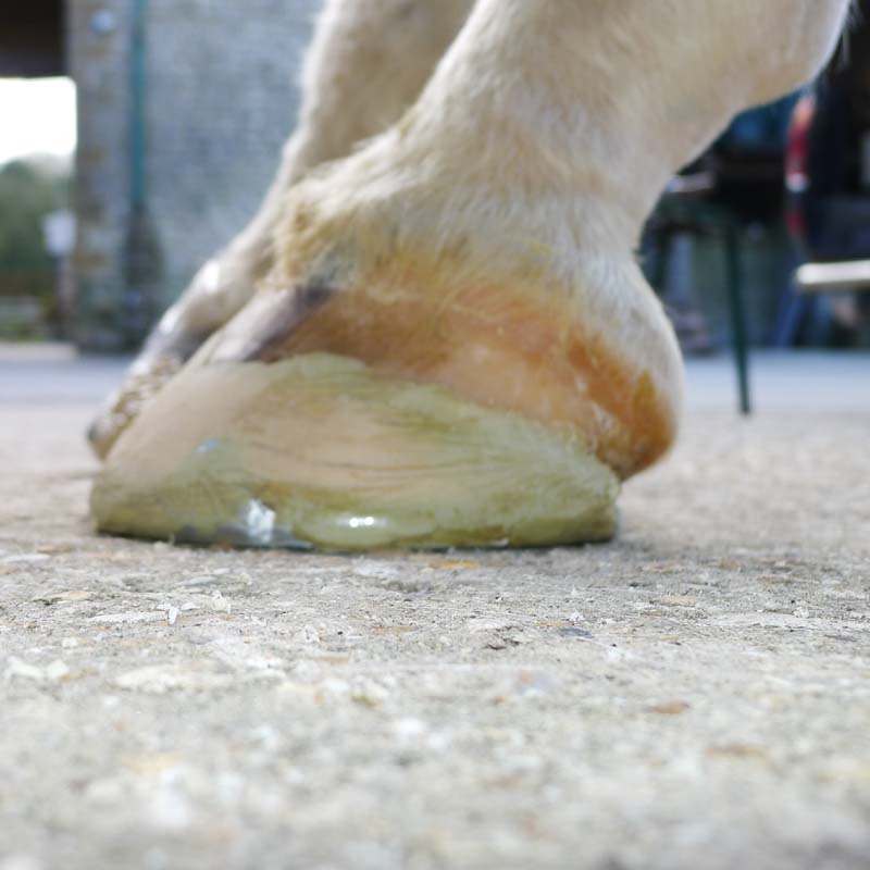 Aluminium shoes glued to rebuilt hooves